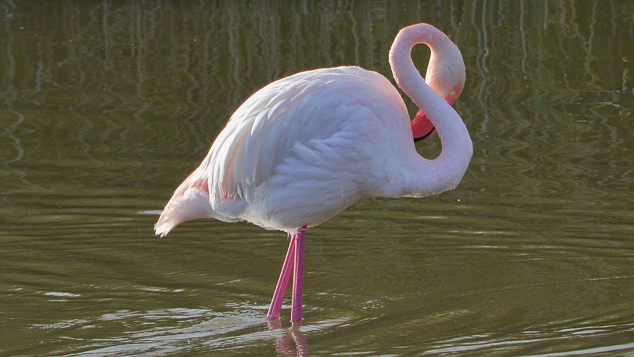 3. Parco Naturale Molentargius-Saline e Fenicotteri Rosa
